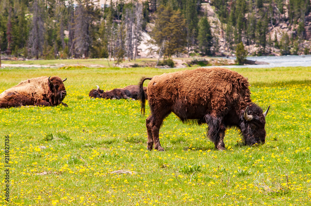 Bison grazing with others sleeping in background