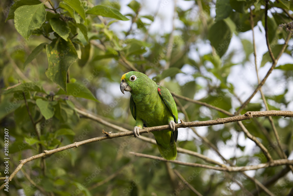 Obraz premium Beautiful green parrot bird in the forest habitat, sitting on the tree with green leaves, hidden in the forest, Costa Rica.