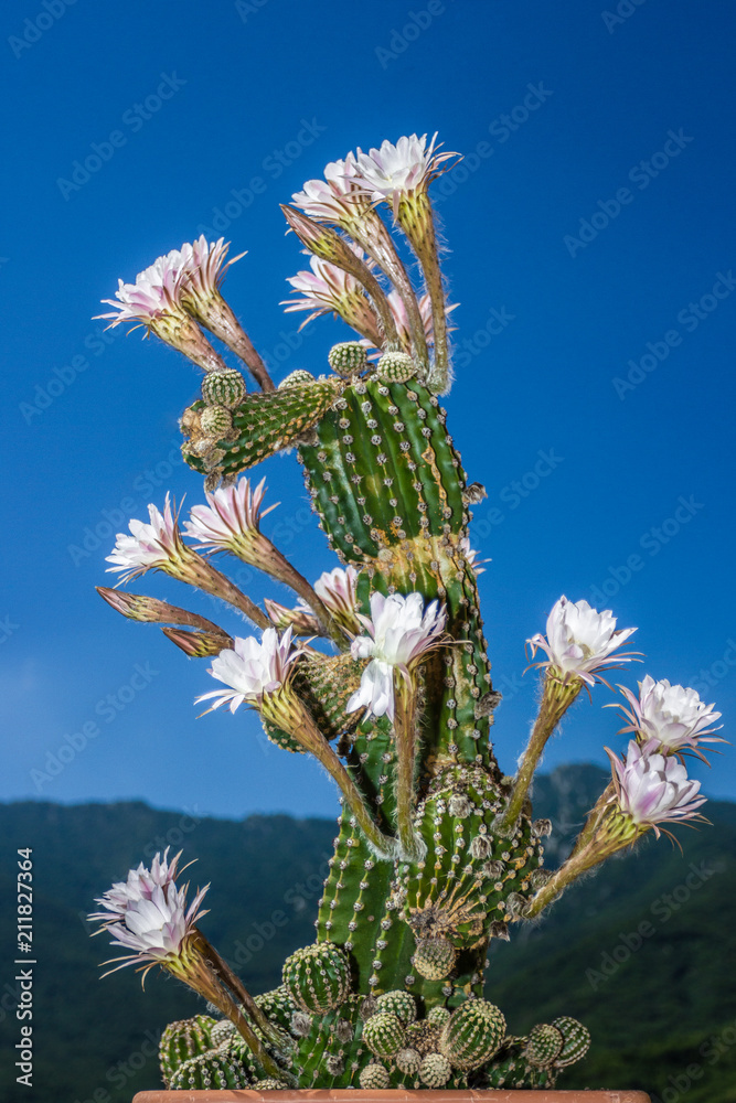 fiori di cactus Stock Photo | Adobe Stock
