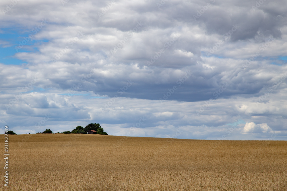 Fototapeta premium Kornfeld