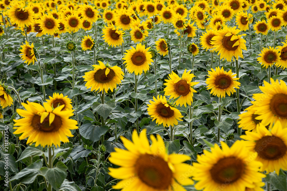 ein mehr von sonnenblumen