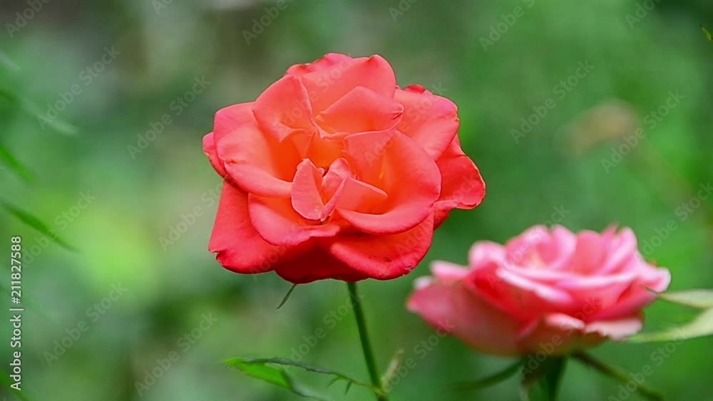 Rosa, variety of roses 'Westerland', pink flower Rosa, variety of roses 'Westerland', pink flower