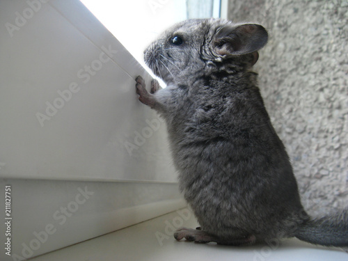 The little chinchilla kid looks with curiosity out the window. Chinchilla stands on its hind legs to see the world behind the window glass. photo