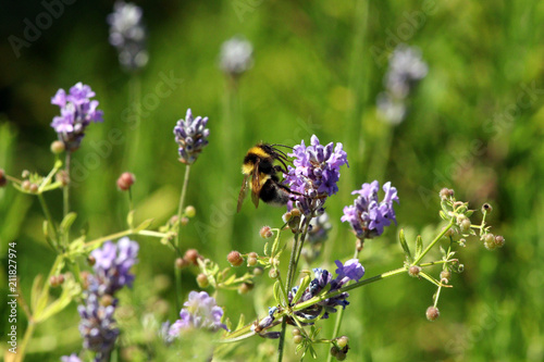 Bumblebee on lavender with blurred green background 