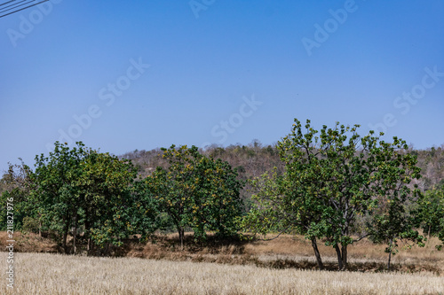 An Indian tree mahuwa close view background of a mountain looking awesome.