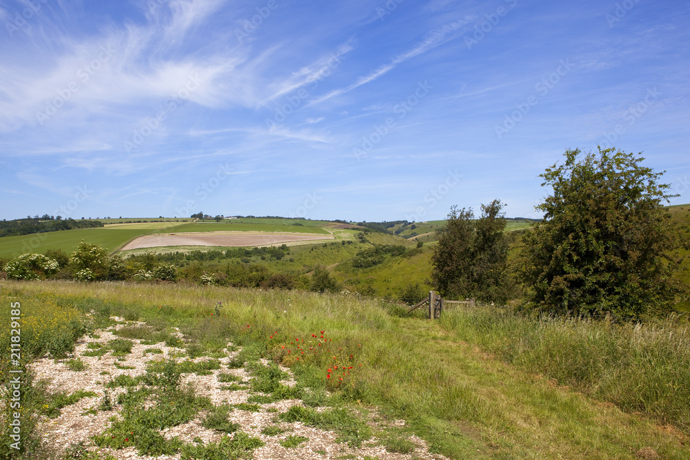 Summer agricultural landscape