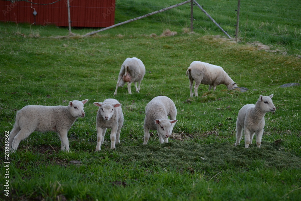 Lamb Lamb