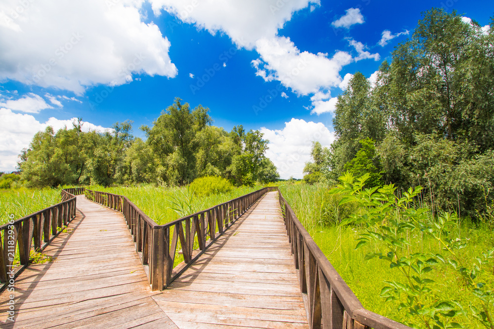    Wooden path in nature park Kopacki rit in Slavonia, Croatia, popular tourist destination and birds reservation 