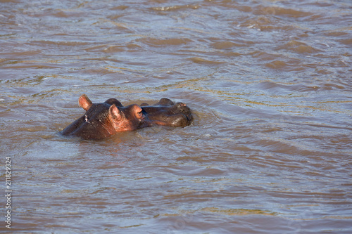 Hippopotamus swimming in Mara River