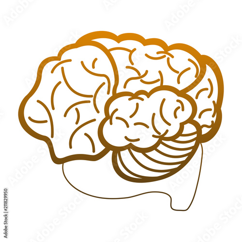 Brain hemispheres cartoon vector illustration graphic design