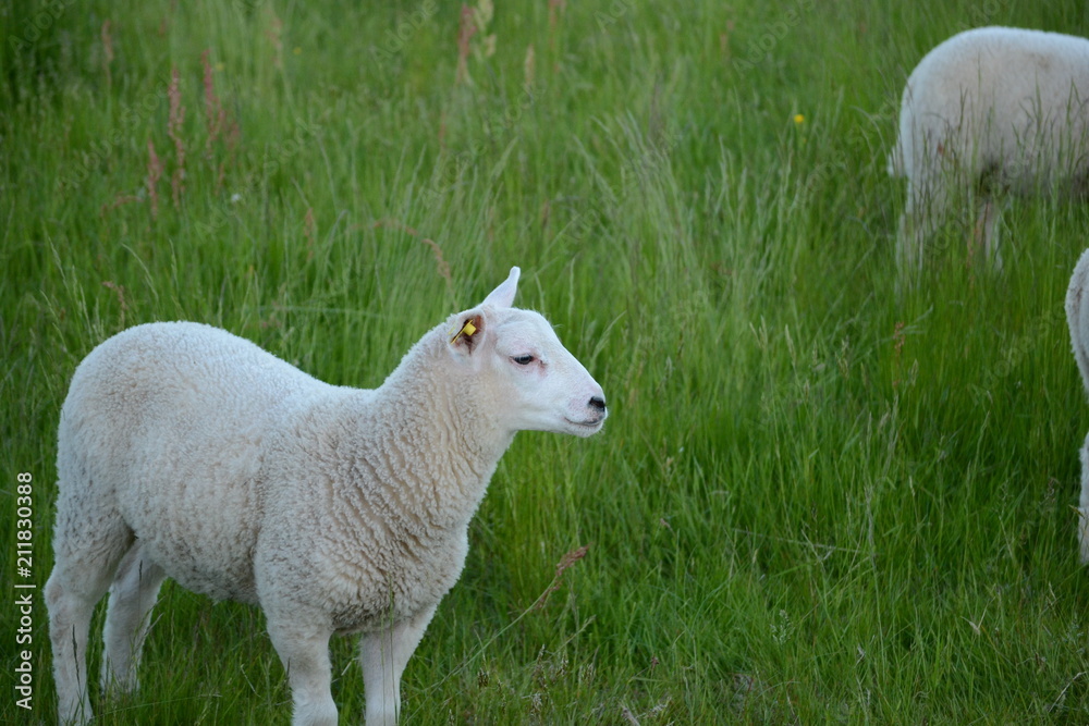 Fototapeta premium Lamb