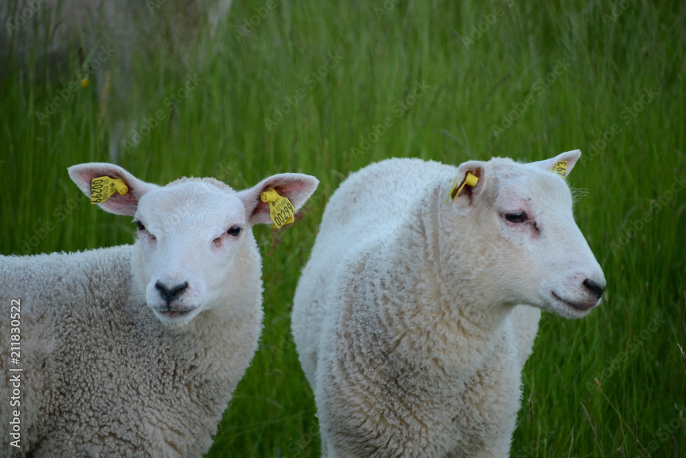 Obraz premium Lamb