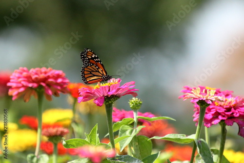 A Monarch Butterfly feeds in my heirloom Zinnia garden on a summer day.
