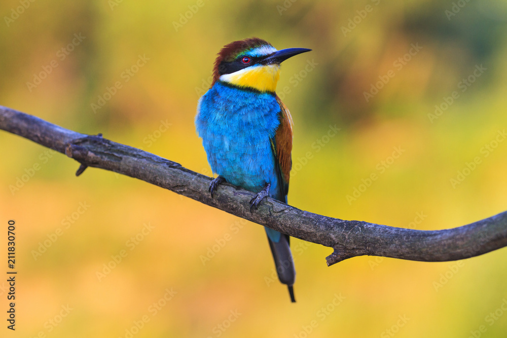 beautiful bee-eaters sitting on a dry branch
