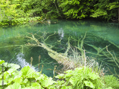 a clear lake with trees in it photo