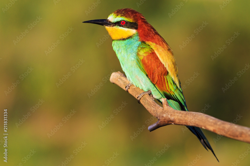 colorful exotic bird with red eyes