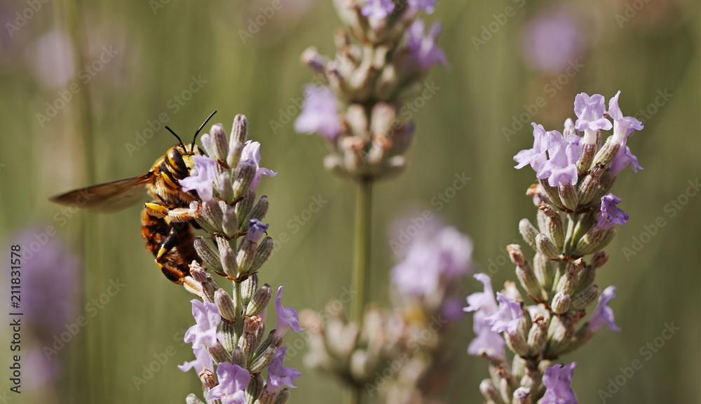 bee on lavander
