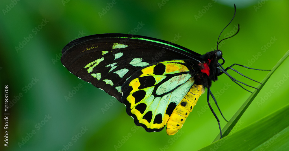 Obraz premium Cairns Birdwing Butterfly (Ornithoptera euphorion)