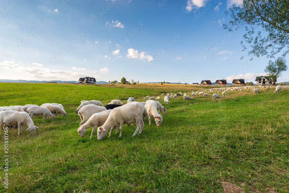A lot of sheep on the beautiful green meadow in Pieniny. Poland. A lot of sheep on the beautiful green meadow in Pieniny. Poland.