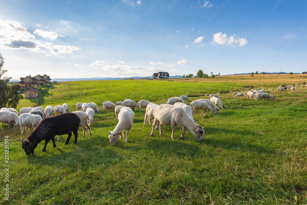 A lot of sheep on the beautiful green meadow in Pieniny. Poland. A lot of sheep on the beautiful green meadow in Pieniny. Poland.