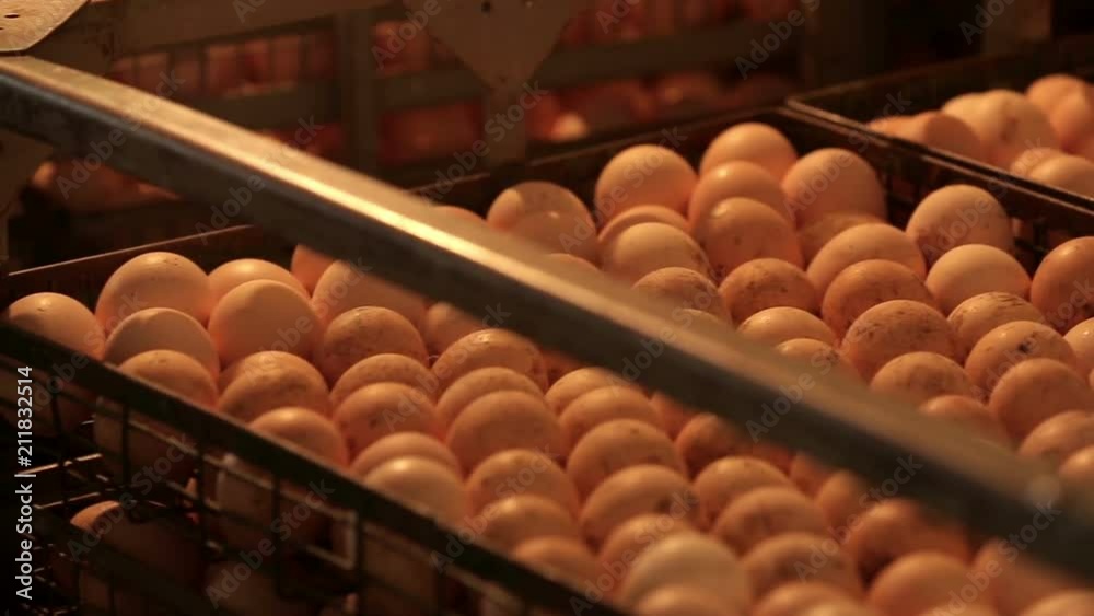 Eggs in incubator at chicken farm. Close up Eggs in incubator at chicken farm. Close up