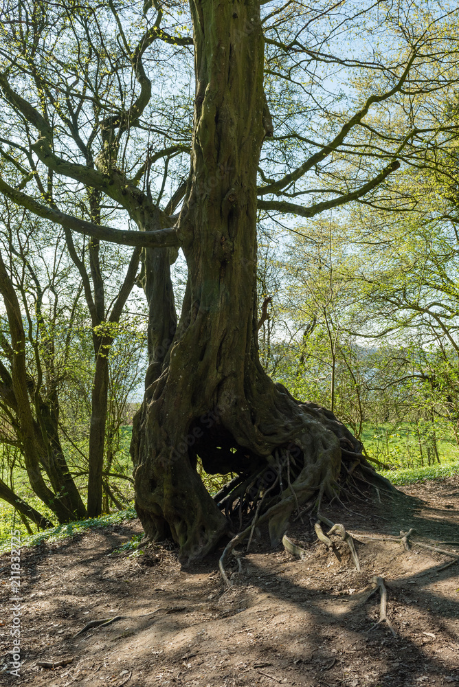 Baum mit smily wurzel 