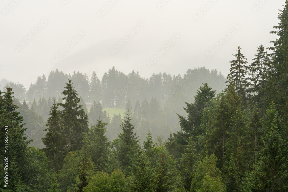 Wolkenverhangener Waldabschnitt