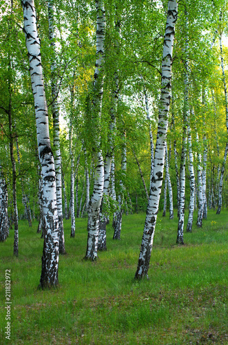 birch grove in the early morning, vertical composition