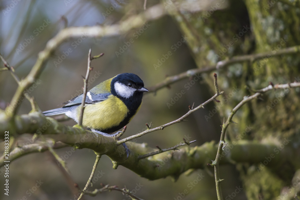 Obraz premium Kohlmeise (Parus major)