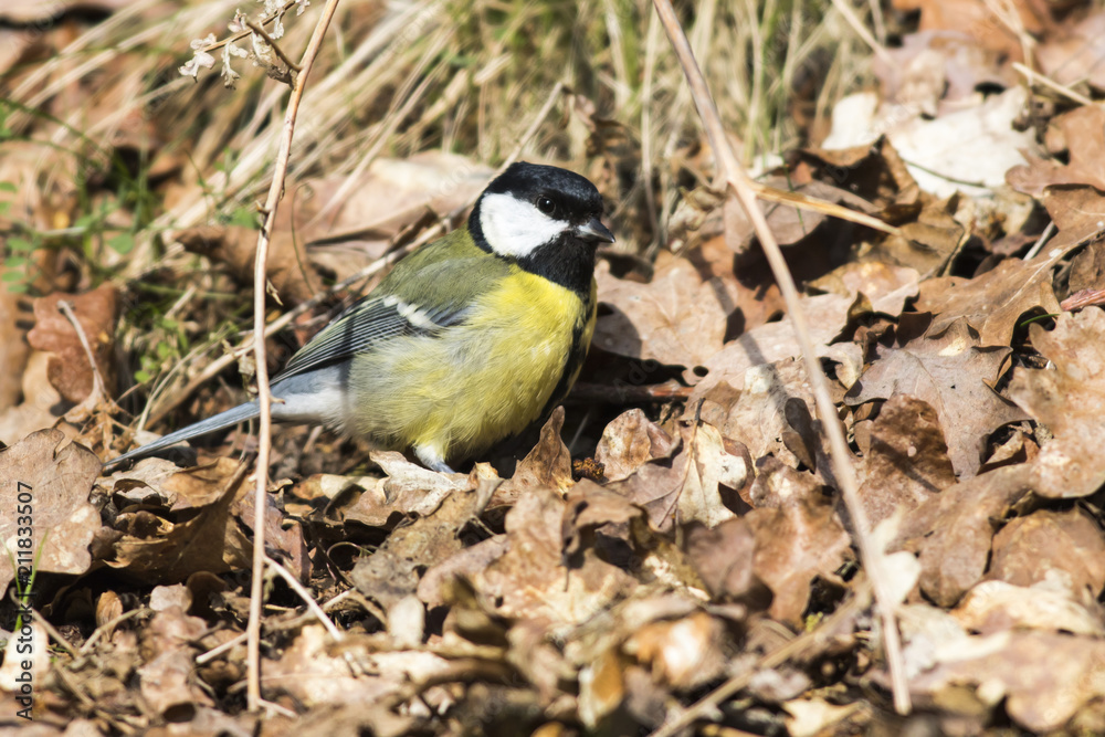 Obraz premium Kohlmeise (Parus major)