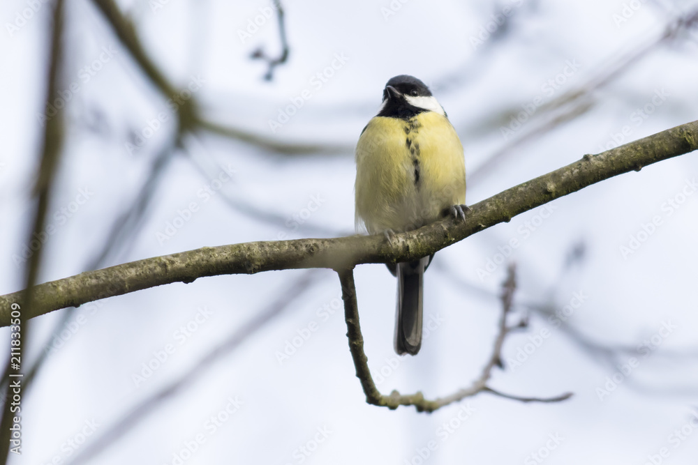Fototapeta premium Kohlmeise (Parus major)