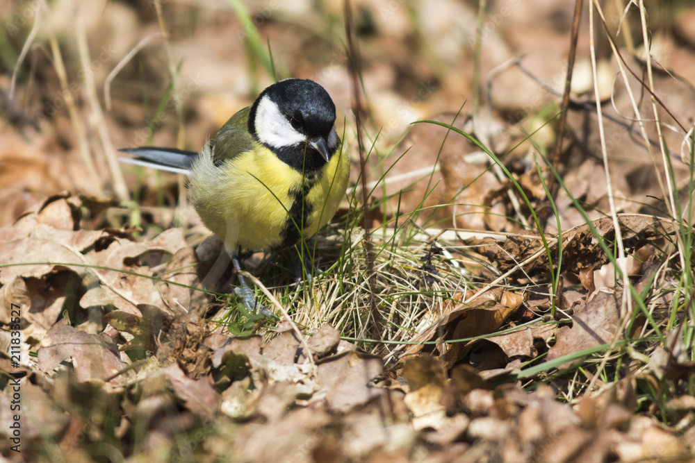 Obraz premium Kohlmeise (Parus major)