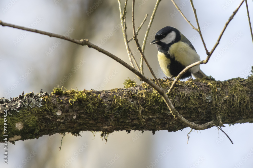 Fototapeta premium Kohlmeise (Parus major)