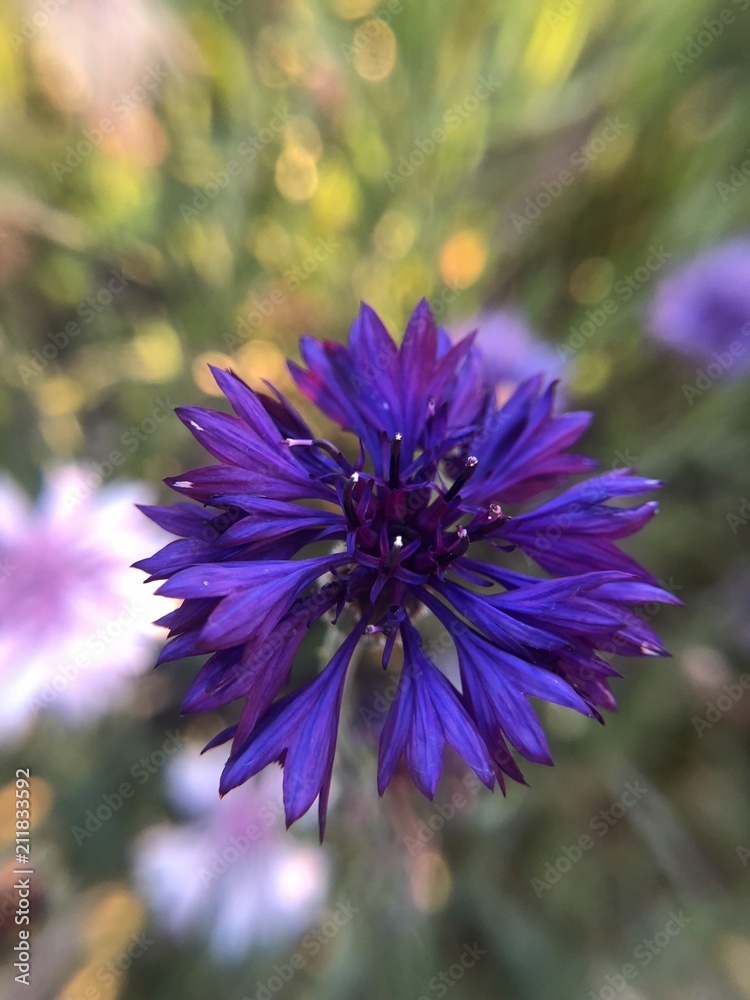 Obraz premium cornflower