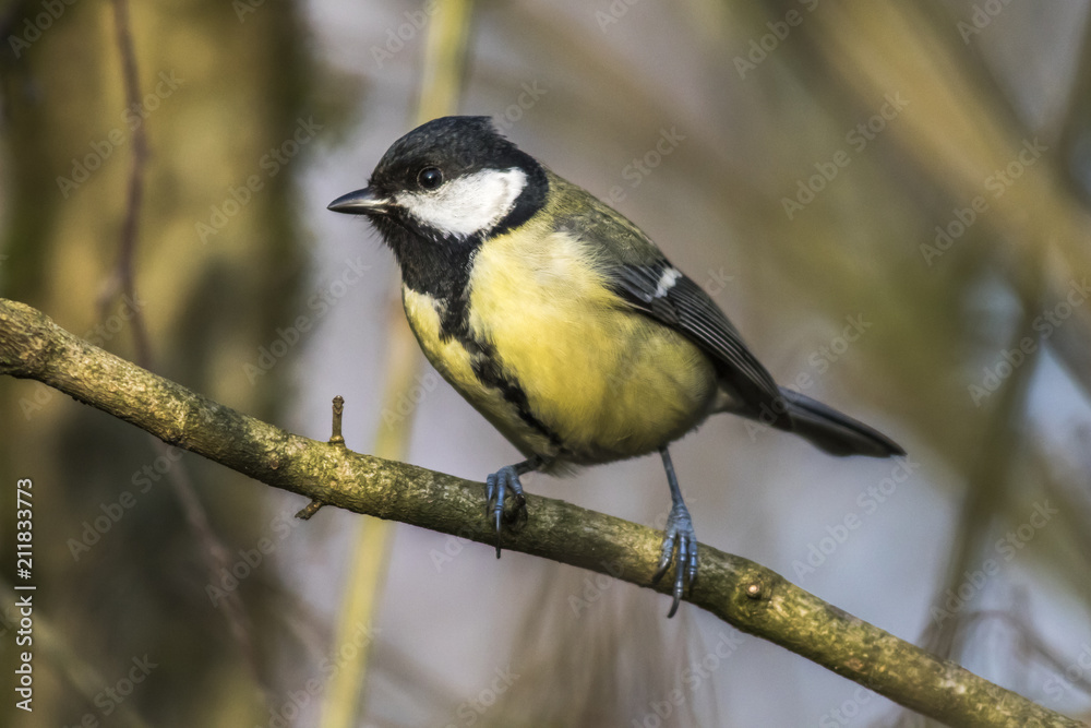 Obraz premium Kohlmeise (Parus major)