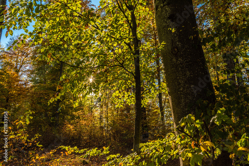 Herbstsstimmung im Wald wenn die Sonne durch die Blätter scheint