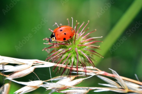 Marienkäfer auf Distel Pflanze in grüner Natur © Claudia Evans 