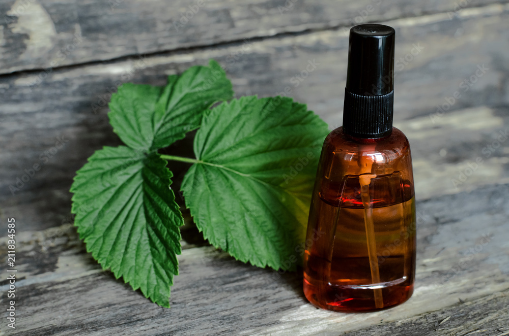 Currant tree essential oil in vial and currant leaves. Naturopathy. Currant tree essential oil in vial and currant leaves. Naturopathy.