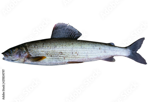 Arctic grayling fish isolated on white background. Freshwater fish. Amazing sports fish. photo