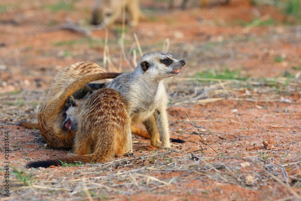 Fototapeta premium The meerkat or suricate (Suricata suricatta), playing youngsters.