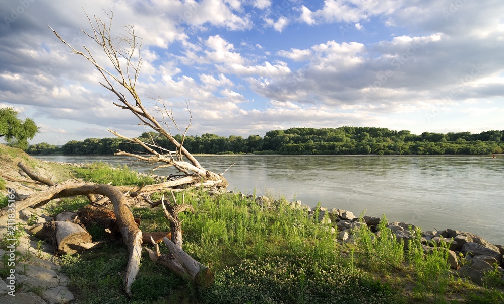 Danube river and wood
