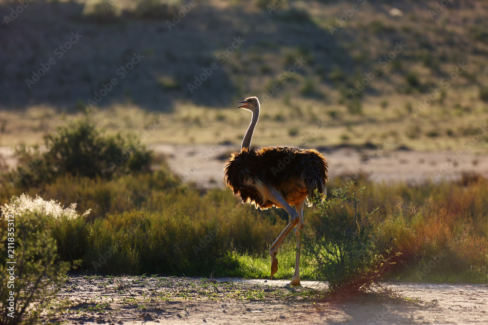 Naklejka premium The ostrich or common ostrich (Struthio camelus) in the desert. Ostrich in backlight.