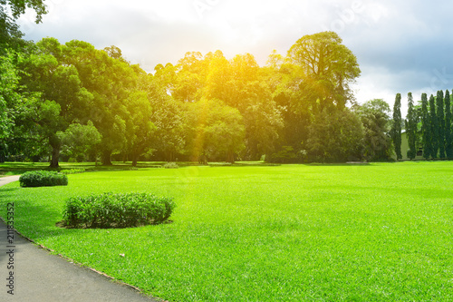 Fototapeta Naklejka Na Ścianę i Meble -  Picturesque summer park with large glade