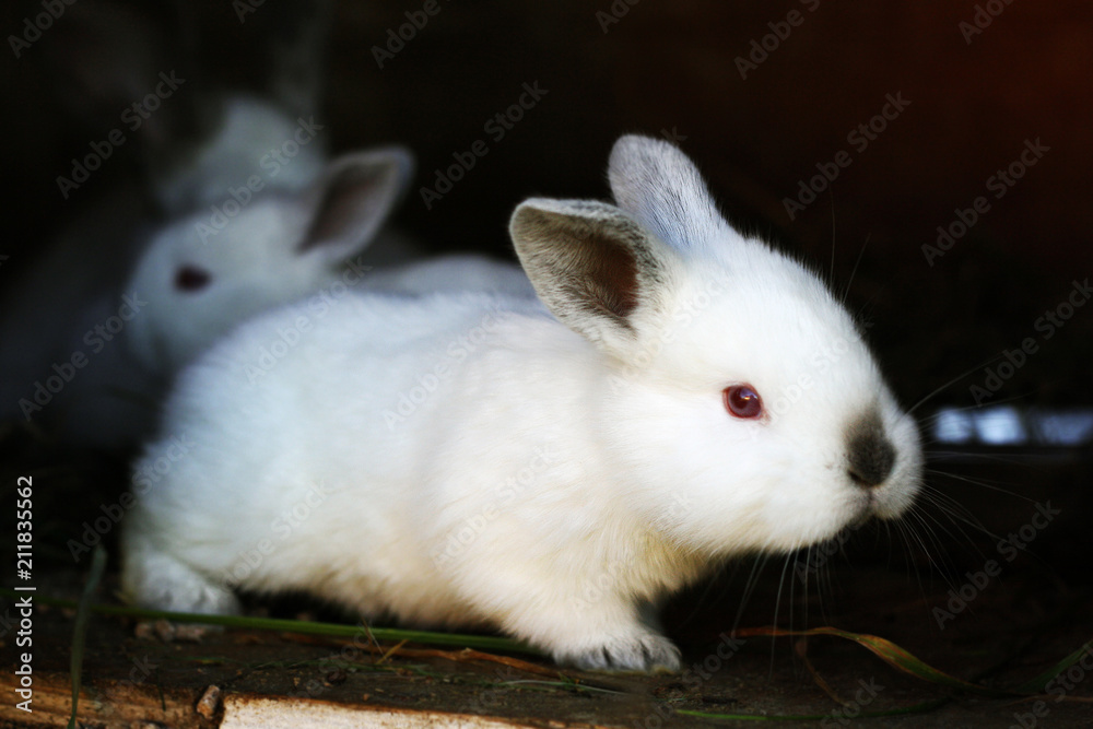 Growing small rabbits. Growing small rabbits.