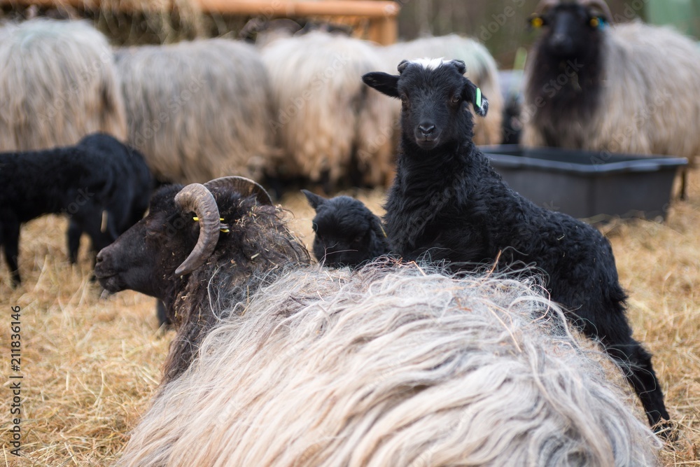 Obraz premium Lüneburger Heidschnucke/ Graue Gehörnte Heidschnucken (Ovis gmelini aries), Lamm steht auf Muttertier, Schnuckenstall Amelinghausen, Naturpark Lüneburger Heide, Niedersachsen, Deutschland, Europa 