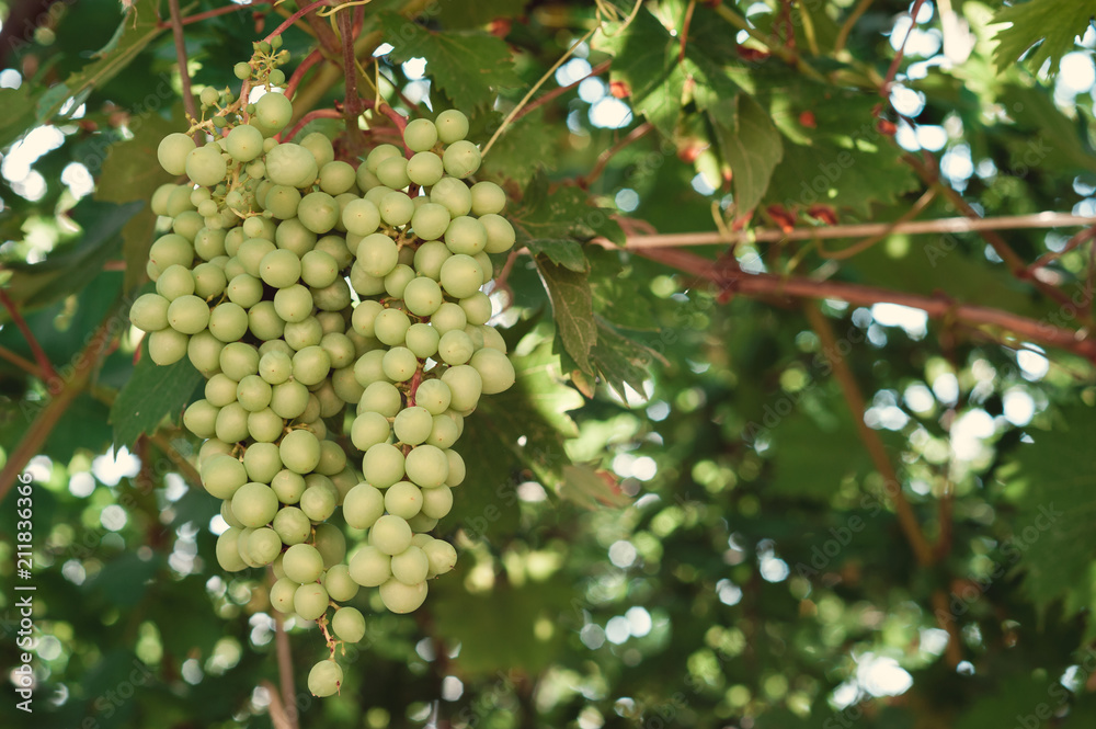bunch of green grapes on branches. grapevine bunch of green grapes on branches. grapevine