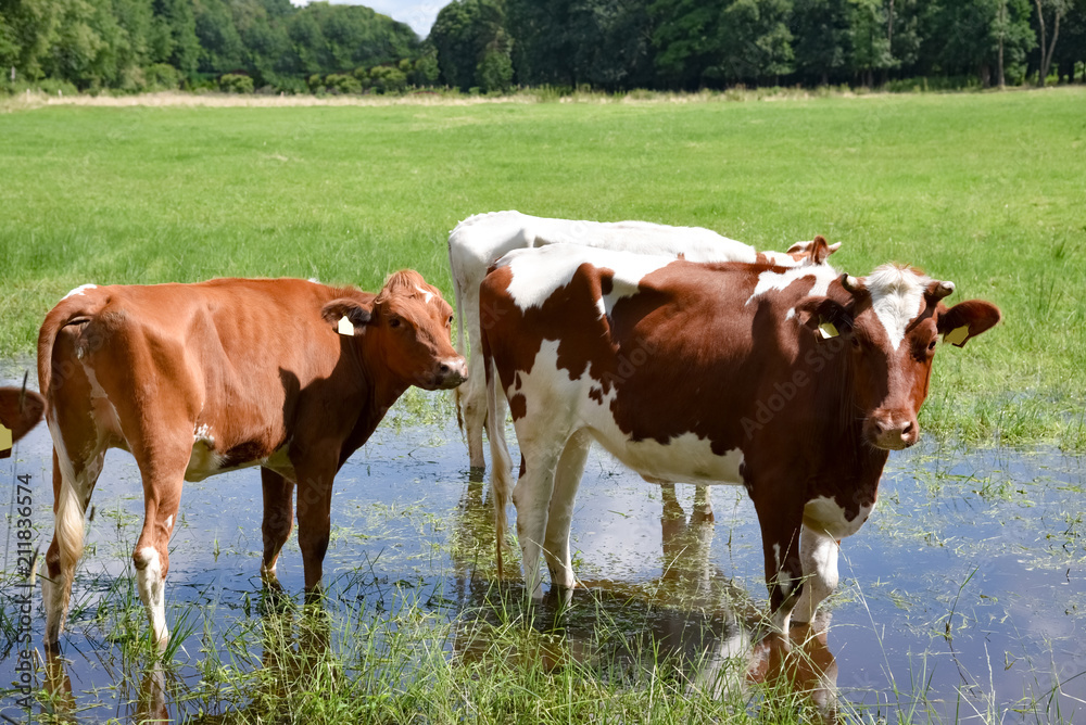 Frühjahrsnässe - rotbunte Rinder stehen in einer überfluteten Senke einer Wiese