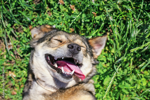 beautiful happy dog lying on lush green grass in summer Park, funny smiling and rolling his eyes from enjoying the sun and weather