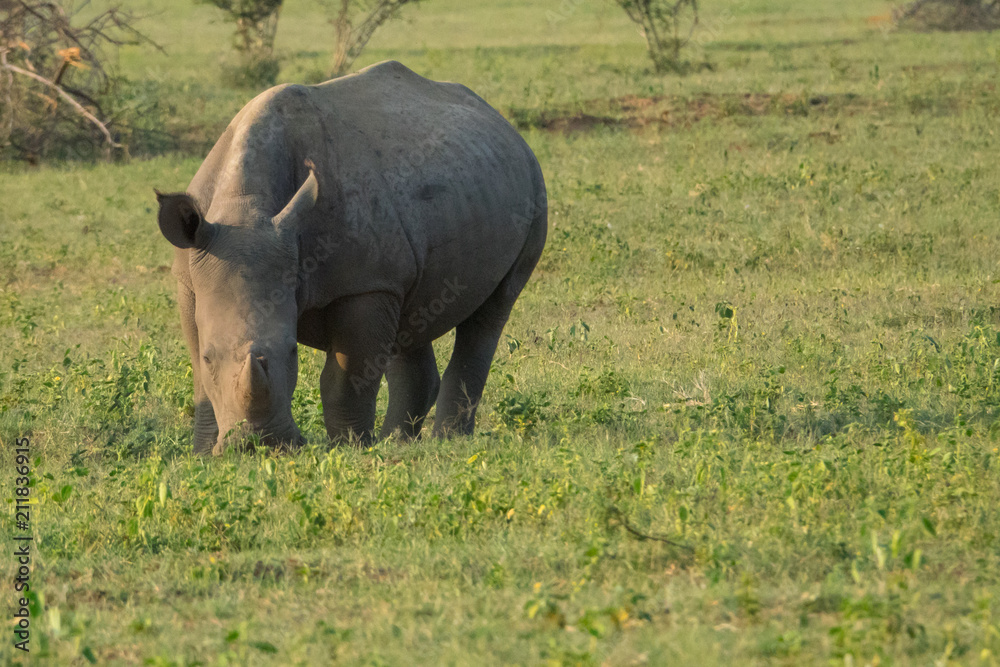 Obraz premium Breitmaulnashorn (Ceratotherium simum), Südafrika, Afrika