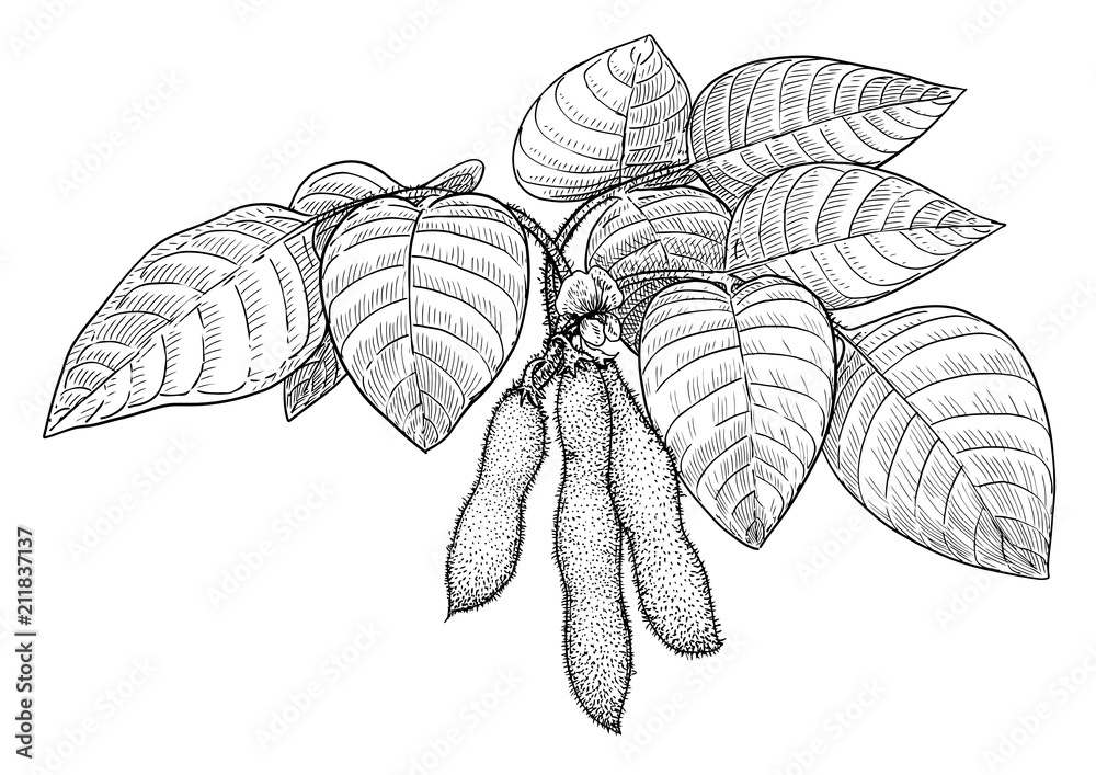 Soybean illustration, drawing, engraving, ink, line art, vector